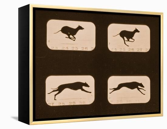 Image Sequence of Running Greyhounds, 'Animal Locomotion' Series, C.1881-Eadweard Muybridge-Framed Premier Image Canvas