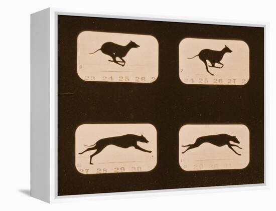 Image Sequence of Running Greyhounds, 'Animal Locomotion' Series, C.1881-Eadweard Muybridge-Framed Premier Image Canvas