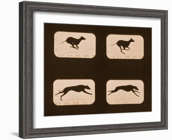 Image Sequence of Running Greyhounds, 'Animal Locomotion' Series, C.1881-Eadweard Muybridge-Framed Giclee Print