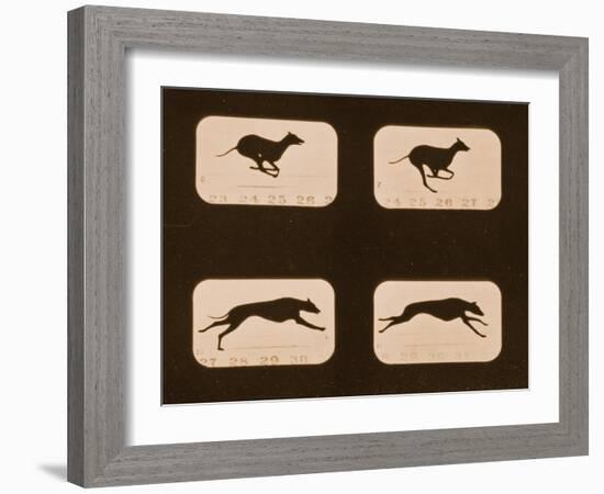 Image Sequence of Running Greyhounds, 'Animal Locomotion' Series, C.1881-Eadweard Muybridge-Framed Giclee Print