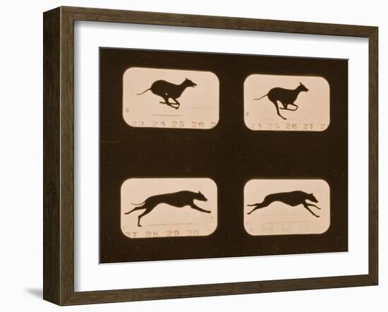 Image Sequence of Running Greyhounds, 'Animal Locomotion' Series, C.1881-Eadweard Muybridge-Framed Giclee Print