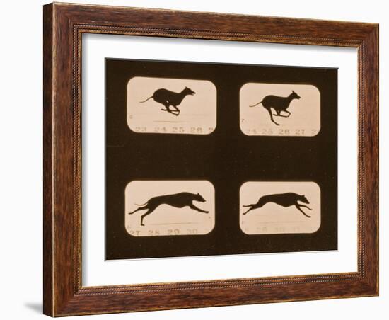 Image Sequence of Running Greyhounds, 'Animal Locomotion' Series, C.1881-Eadweard Muybridge-Framed Giclee Print