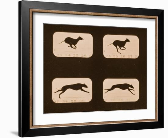 Image Sequence of Running Greyhounds, 'Animal Locomotion' Series, C.1881-Eadweard Muybridge-Framed Giclee Print