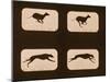 Image Sequence of Running Greyhounds, 'Animal Locomotion' Series, C.1881-Eadweard Muybridge-Mounted Giclee Print