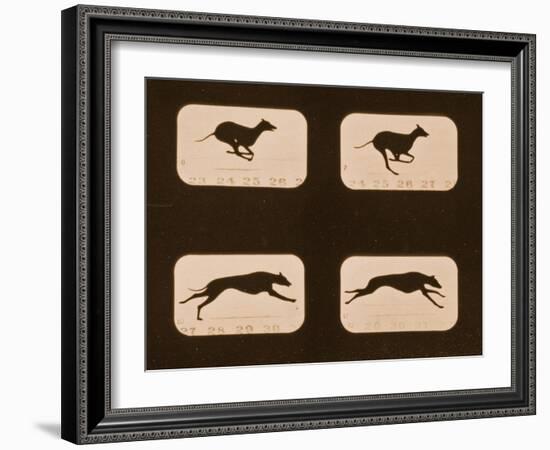 Image Sequence of Running Greyhounds, 'Animal Locomotion' Series, C.1881-Eadweard Muybridge-Framed Giclee Print