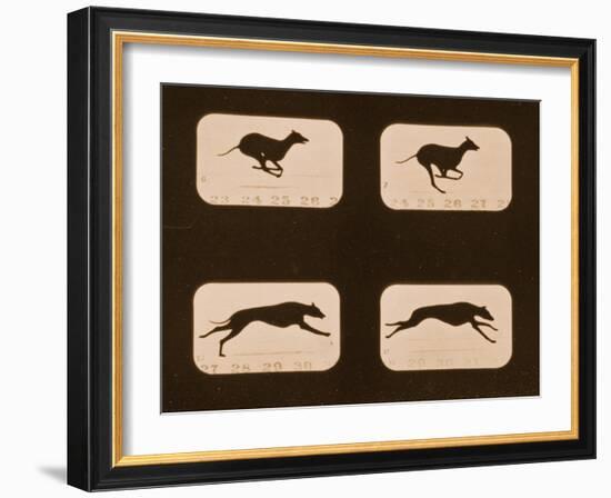 Image Sequence of Running Greyhounds, 'Animal Locomotion' Series, C.1881-Eadweard Muybridge-Framed Giclee Print