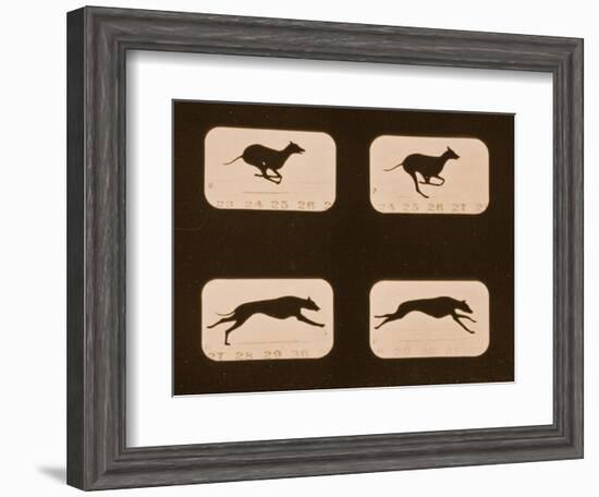 Image Sequence of Running Greyhounds, 'Animal Locomotion' Series, C.1881-Eadweard Muybridge-Framed Giclee Print