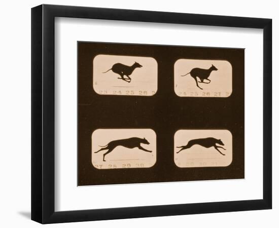 Image Sequence of Running Greyhounds, 'Animal Locomotion' Series, C.1881-Eadweard Muybridge-Framed Giclee Print