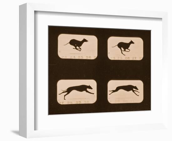 Image Sequence of Running Greyhounds, 'Animal Locomotion' Series, C.1881-Eadweard Muybridge-Framed Giclee Print