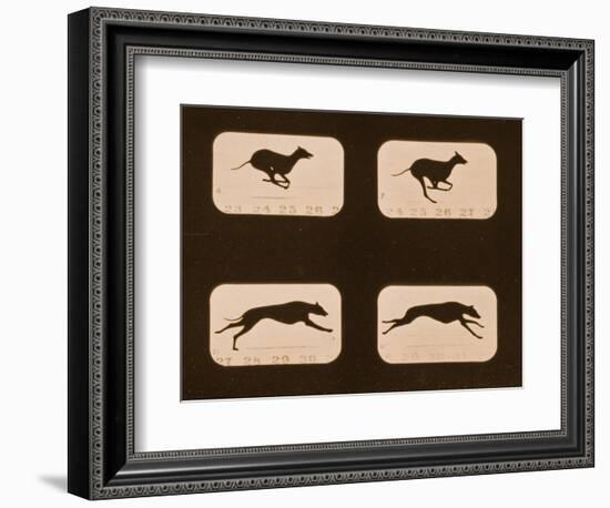 Image Sequence of Running Greyhounds, 'Animal Locomotion' Series, C.1881-Eadweard Muybridge-Framed Giclee Print