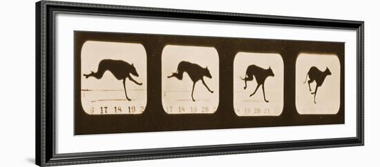 Image Sequence of Running Greyhounds, 'Animal Locomotion' Series, C.1881-Eadweard Muybridge-Framed Giclee Print