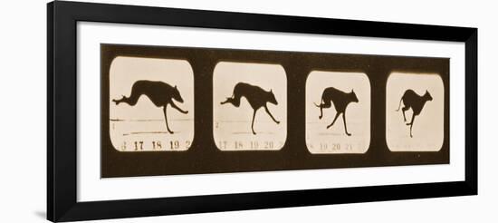 Image Sequence of Running Greyhounds, 'Animal Locomotion' Series, C.1881-Eadweard Muybridge-Framed Giclee Print