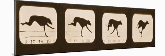 Image Sequence of Running Greyhounds, 'Animal Locomotion' Series, C.1881-Eadweard Muybridge-Mounted Giclee Print