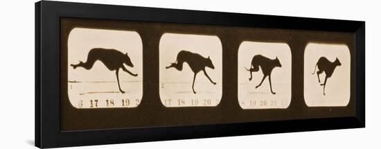 Image Sequence of Running Greyhounds, 'Animal Locomotion' Series, C.1881-Eadweard Muybridge-Framed Giclee Print