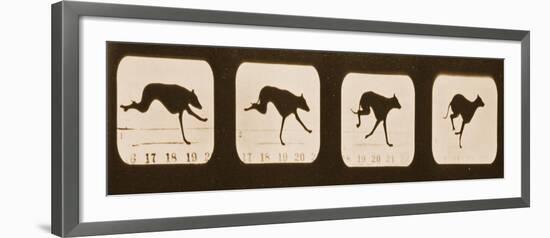 Image Sequence of Running Greyhounds, 'Animal Locomotion' Series, C.1881-Eadweard Muybridge-Framed Giclee Print