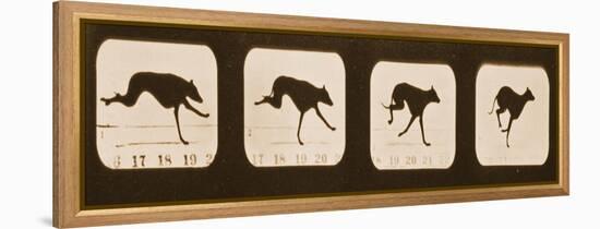 Image Sequence of Running Greyhounds, 'Animal Locomotion' Series, C.1881-Eadweard Muybridge-Framed Premier Image Canvas