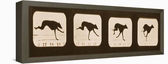 Image Sequence of Running Greyhounds, 'Animal Locomotion' Series, C.1881-Eadweard Muybridge-Framed Premier Image Canvas