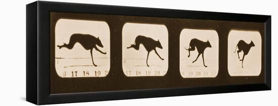 Image Sequence of Running Greyhounds, 'Animal Locomotion' Series, C.1881-Eadweard Muybridge-Framed Premier Image Canvas