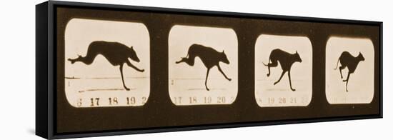 Image Sequence of Running Greyhounds, 'Animal Locomotion' Series, C.1881-Eadweard Muybridge-Framed Premier Image Canvas