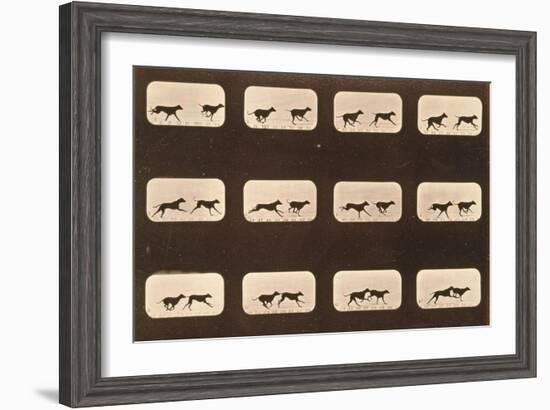 Image Sequence of Running Greyhounds, 'Animal Locomotion' Series, C.1881-Eadweard Muybridge-Framed Giclee Print