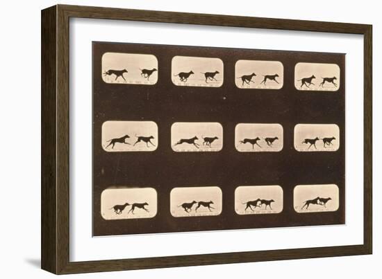 Image Sequence of Running Greyhounds, 'Animal Locomotion' Series, C.1881-Eadweard Muybridge-Framed Giclee Print