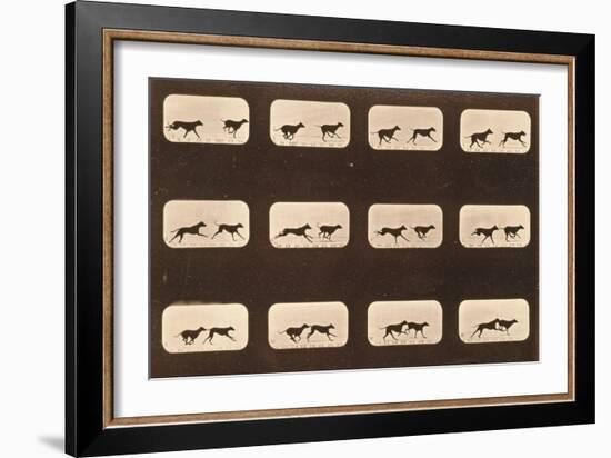 Image Sequence of Running Greyhounds, 'Animal Locomotion' Series, C.1881-Eadweard Muybridge-Framed Giclee Print