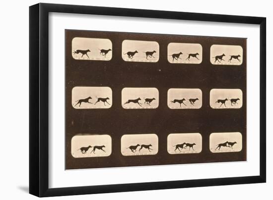 Image Sequence of Running Greyhounds, 'Animal Locomotion' Series, C.1881-Eadweard Muybridge-Framed Giclee Print