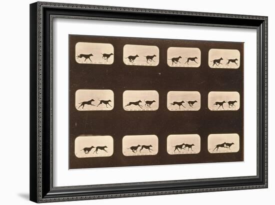 Image Sequence of Running Greyhounds, 'Animal Locomotion' Series, C.1881-Eadweard Muybridge-Framed Giclee Print