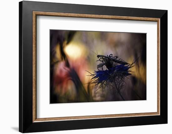 Imaginarium-Fabien Bravin-Framed Photographic Print