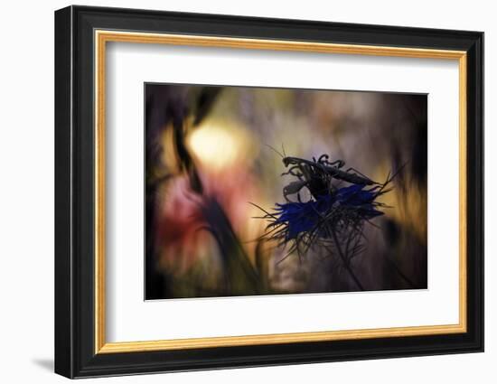 Imaginarium-Fabien Bravin-Framed Photographic Print