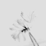 Moody Flower-Imaginative-Photographic Print