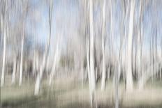 Moving Birch Trees-Imaginative-Photographic Print