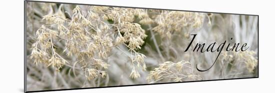 Imagine: Flowering Meadow-Nicole Katano-Mounted Photo