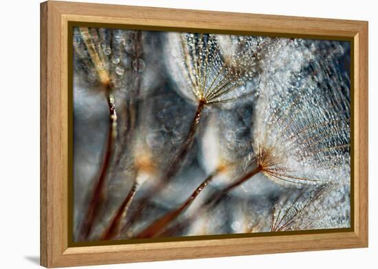 Imagine Seedlings-Ursula Abresch-Framed Premier Image Canvas