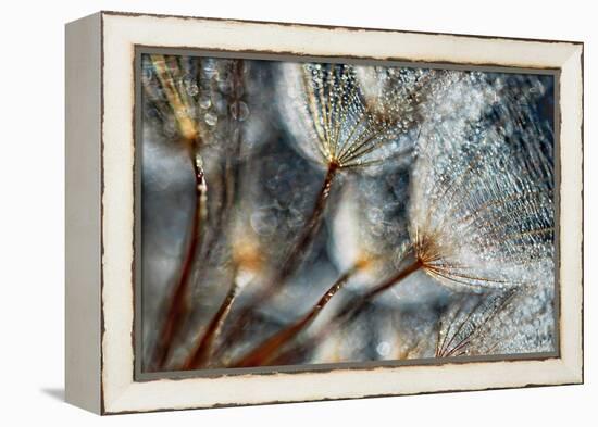 Imagine Seedlings-Ursula Abresch-Framed Premier Image Canvas