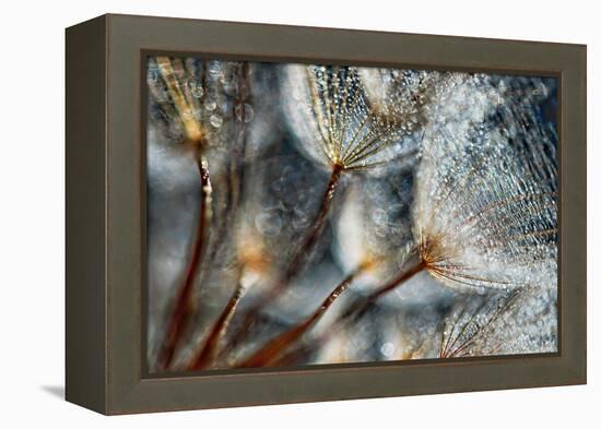 Imagine Seedlings-Ursula Abresch-Framed Premier Image Canvas