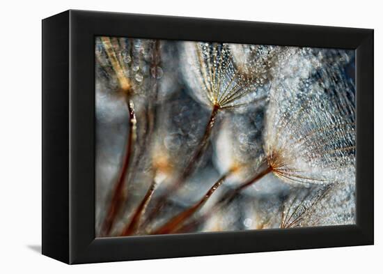 Imagine Seedlings-Ursula Abresch-Framed Premier Image Canvas