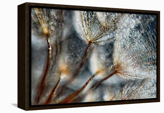 Imagine Seedlings-Ursula Abresch-Framed Premier Image Canvas
