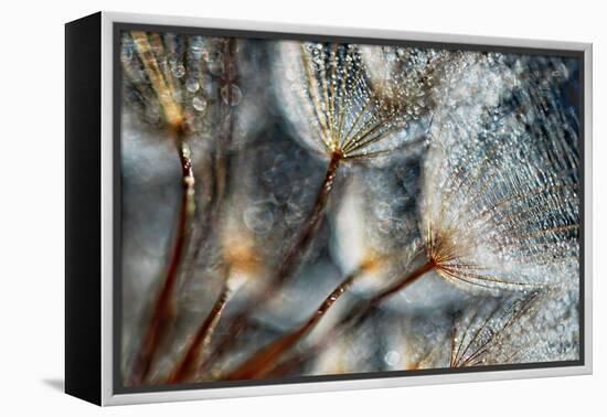 Imagine Seedlings-Ursula Abresch-Framed Premier Image Canvas