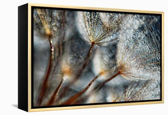 Imagine Seedlings-Ursula Abresch-Framed Premier Image Canvas