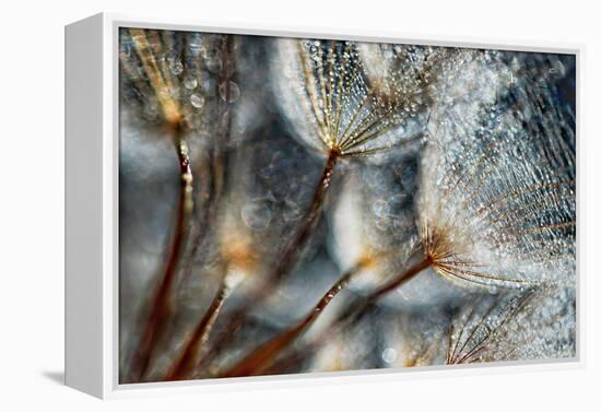 Imagine Seedlings-Ursula Abresch-Framed Premier Image Canvas