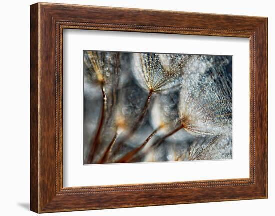 Imagine Seedlings-Ursula Abresch-Framed Photographic Print