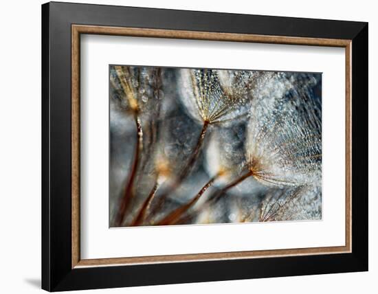 Imagine Seedlings-Ursula Abresch-Framed Photographic Print