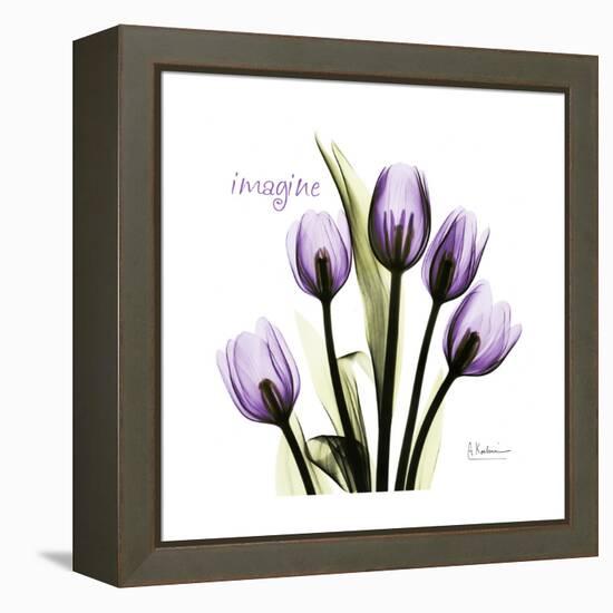 Imagine Tulips-Albert Koetsier-Framed Stretched Canvas