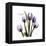 Imagine Tulips-Albert Koetsier-Framed Stretched Canvas