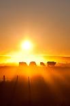 Silhouette of Cattle Walking across the Plans in Sunset-ImagineGolf-Mounted Photographic Print