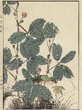 Sensitive Plant, Olive Sparrow-Imao Keinen-Giclee Print