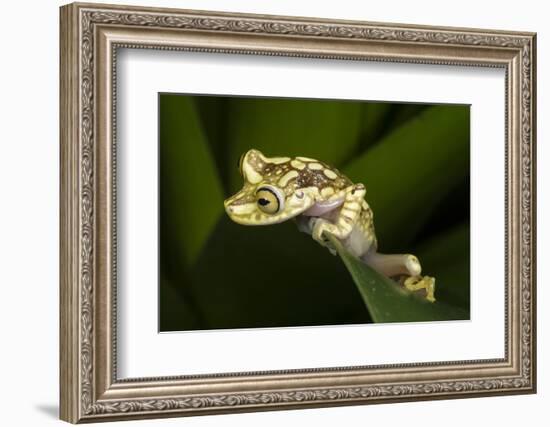 Imbabura Tree Frog, Choco Region, Ecuador-Pete Oxford-Framed Photographic Print