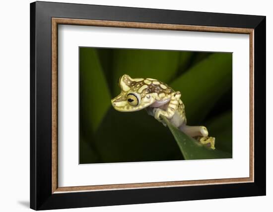 Imbabura Tree Frog, Choco Region, Ecuador-Pete Oxford-Framed Photographic Print