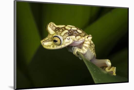 Imbabura Tree Frog, Choco Region, Ecuador-Pete Oxford-Mounted Photographic Print